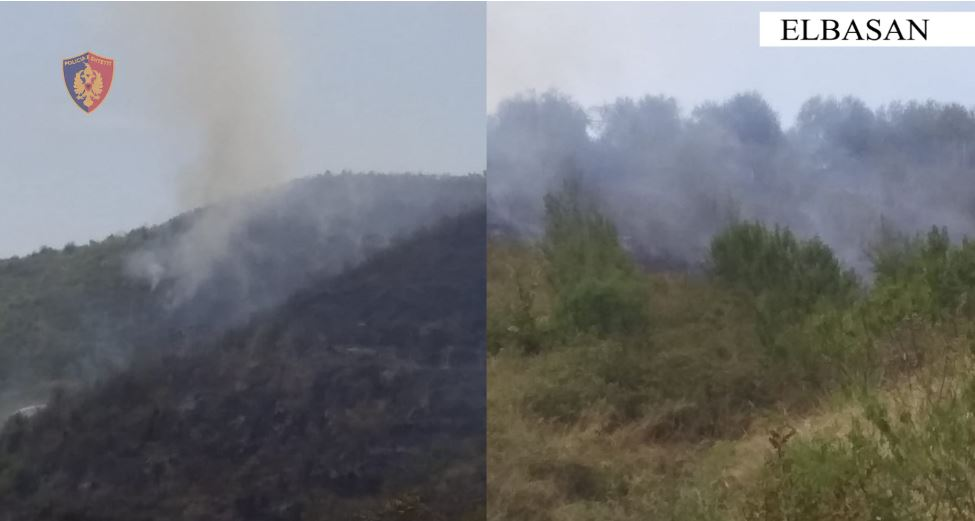 Dogji sipërfaqe me pemë dhe ullinj, procedohet 78-vjeçari