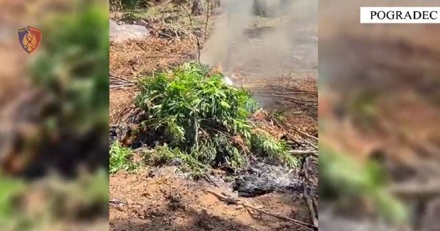 Zbulohen parcela me drogë në Pogradec, e pëson keq “kopshtari”