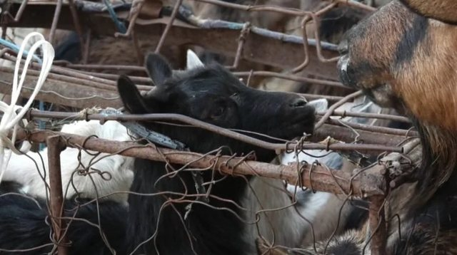 11 të prekur nga bruceloza! Sëmundja kaloi nga kafshët tek njerëzit